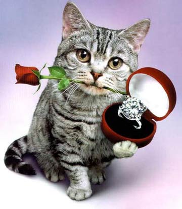 Cards Marry Me Cat Rng Rose