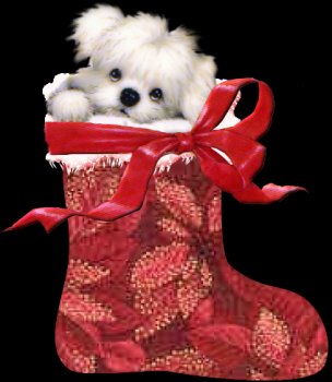 Cards Christmas Wht Pup Stocking