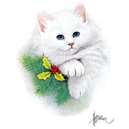 Cat Evergreen Bough