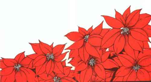Poinsettia