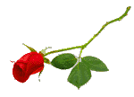 Single Redrose