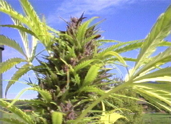 Marijuana Outdoor Strain