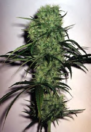 Skunk X Hash Plant (sticky Bud)