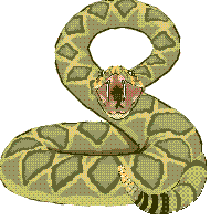 Ani Rattler